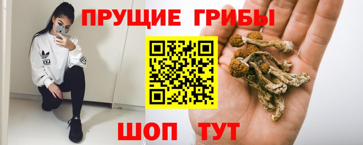 Псилоцибиновые грибы Cubensis Темрюк
